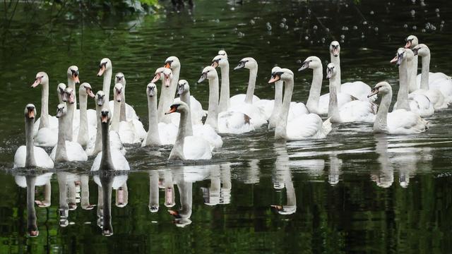 Schwimmende Wahrzeichen: Warum kommen Hamburgs Schwäne überhaupt ins Winterquartier?