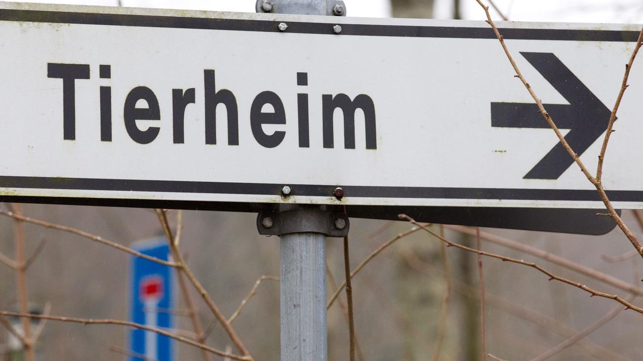 Brome: Gericht bestätigt Beschlagnahmung von 68 Hunden
