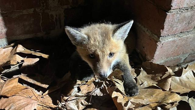 Tier in Not: Helfer retten Fuchsbaby aus Kanal
