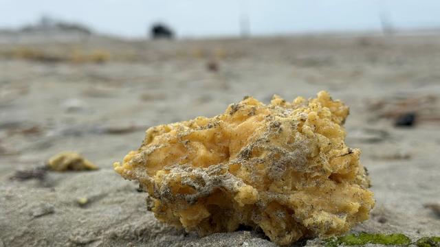Ostfriesische Inseln: Paraffin-Klumpen an Stränden von Borkum und Juist angespült