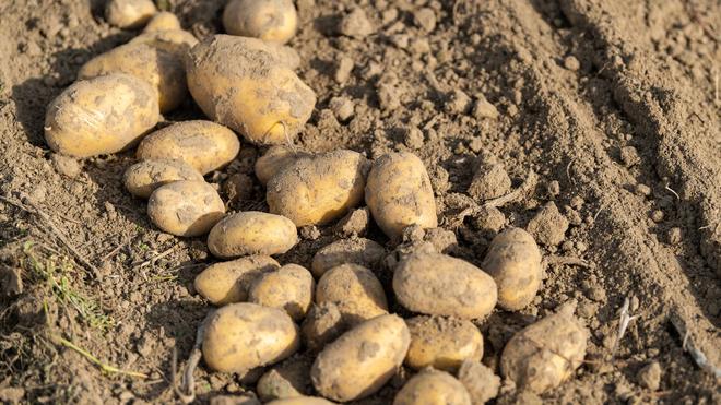 Agrar: Im Südwesten wird auf weniger Fläche Kartoffelanbau betrieben. (Foto-Archiv)