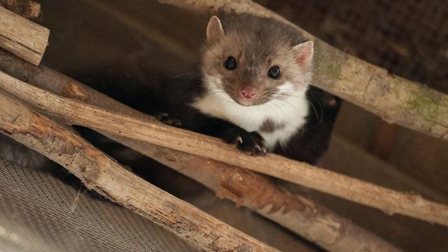 Tiere: Marder aus unterirdischem Wasserrohr befreit