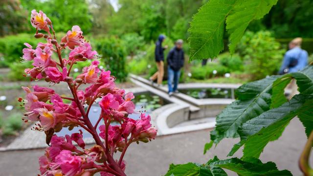 Liebevoll gepflegte Kleinode: Von Giftpflanzen und Bergblumen: Spezialgärten in Sachsen
