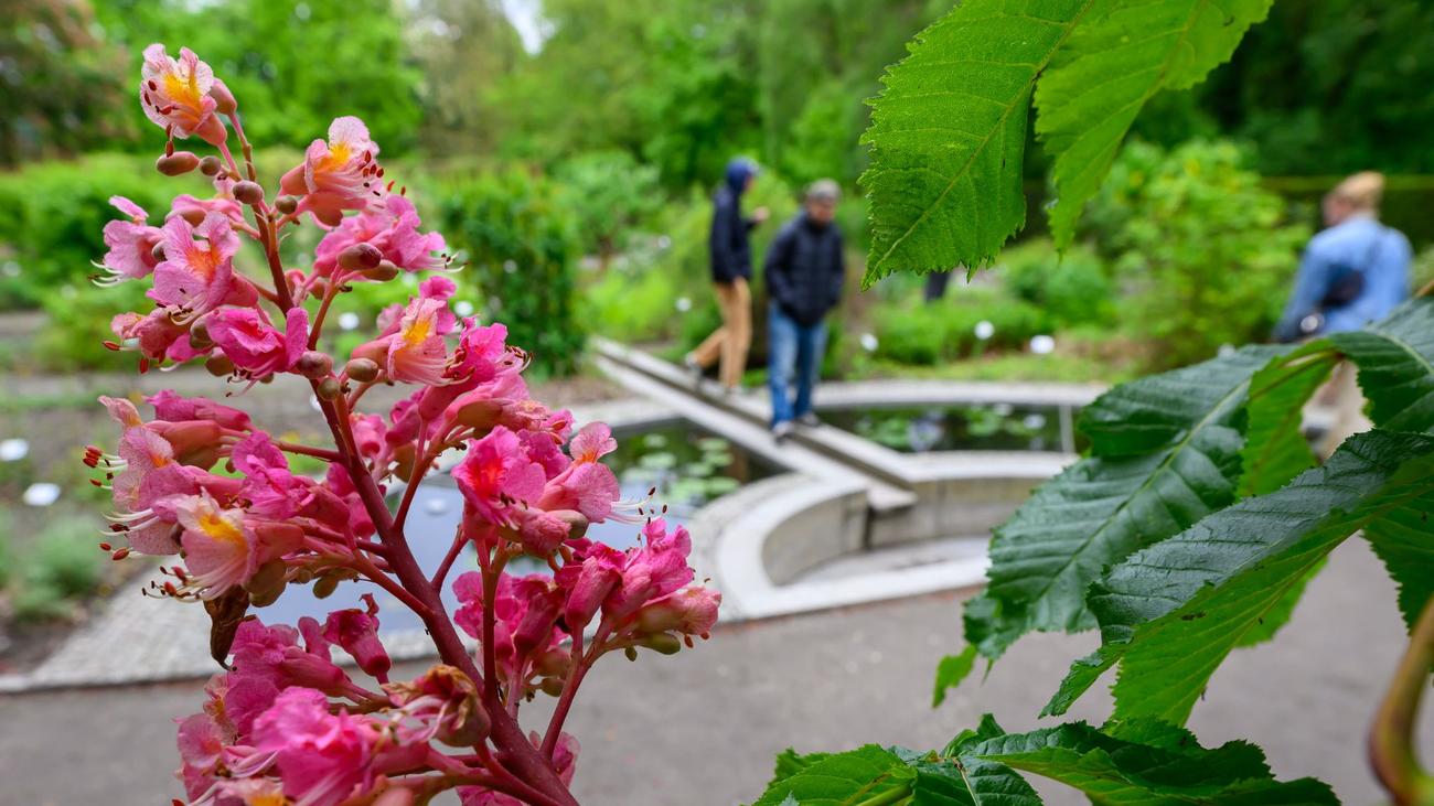 Liebevoll gepflegte Kleinode: Von Giftpflanzen und Bergblumen: Spezialgärten in Sachsen
