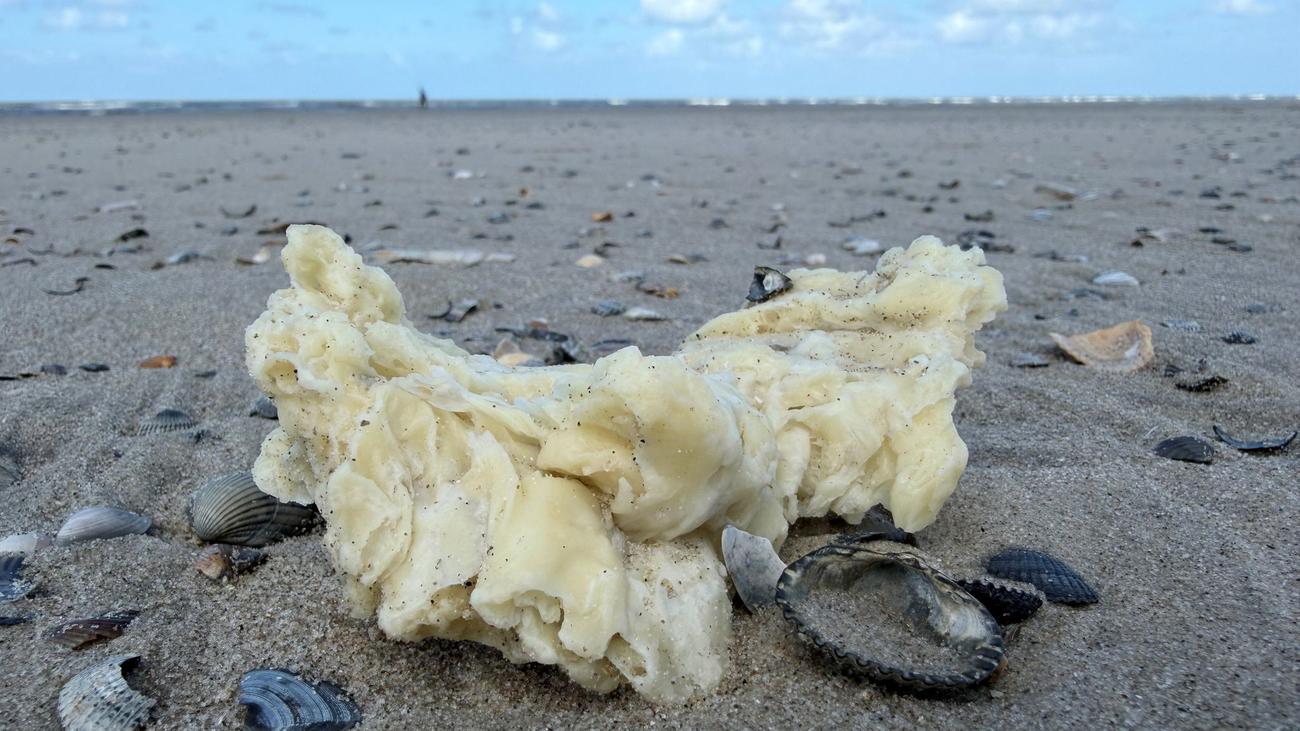 Ostfriesische Inseln: Weiße Klumpen an Stränden von Nordseeinseln angespült