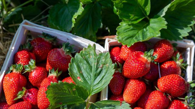 Landwirtschaft: Bauern erwarten gute Erdbeerernte und steigende Preise