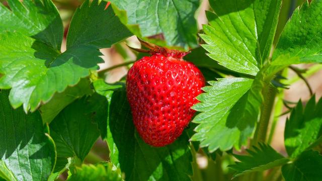 Obstanbau: Erdbeeren teuer, Apfel-Preise niedrig - Betriebe unter Druck