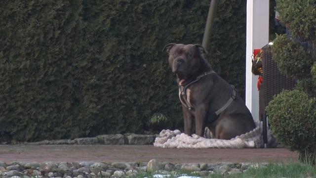 Klage vor Verwaltungsgericht: Herrchen totgebissen - Bruder will Hund behalten