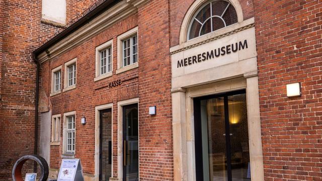 Wal vor dänischer Insel: Meeresmuseum: Hoffen, dass der Wal untersucht wird
