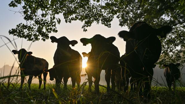 Viehdiebe: Nach Viehdiebstählen beraten zwei Minister mit Landwirten