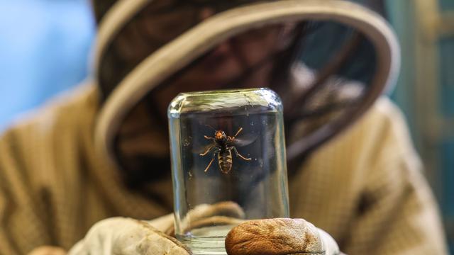 Invasive Art: Warten auf die Königin - Kampf gegen die Asiatische Hornisse