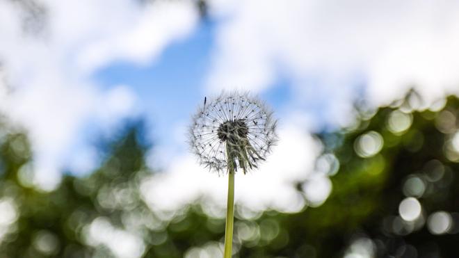 Wetter in NRW: Eine Pusteblume wächst an einem Wald. Das Wetter bietet die nächsten Tage einen Mix aus Sonne, Wolken, Regen und Wind.