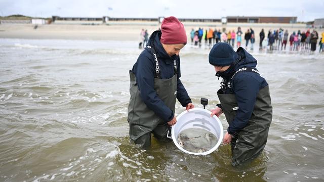 Tiere: Hai-Alarm vor Borkum? Mini-Katzenhaie werden ausgewildert