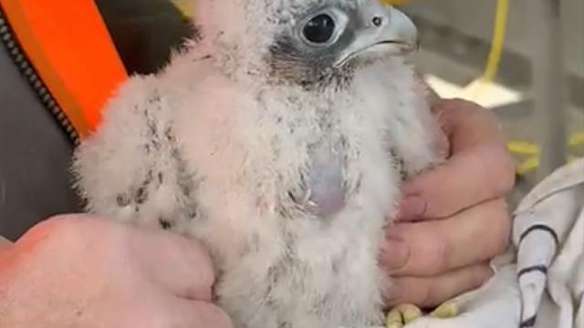 Mönchengladbach: Kleiner Wanderfalke aus Dachrinne gerettet
