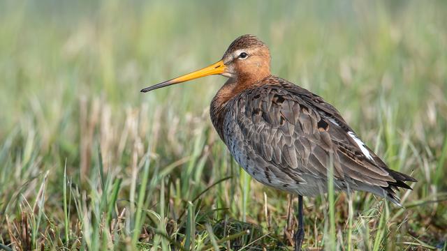 Bild: Naturschutz: Pumpen für die Uferschnepfe – Hilfe für bedrohte Vögel