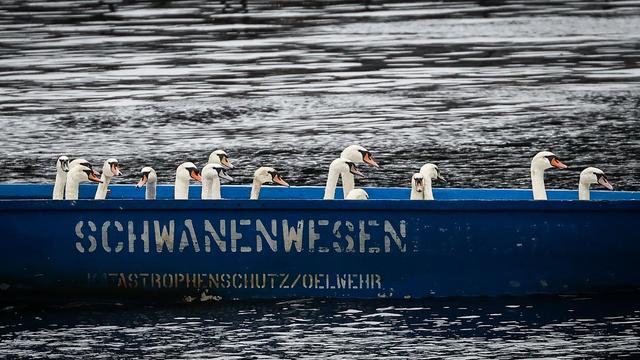 Bild: Schwimmende Wahrzeichen: Schwanenwesen macht nun auch Insta - was zeigt das Team?