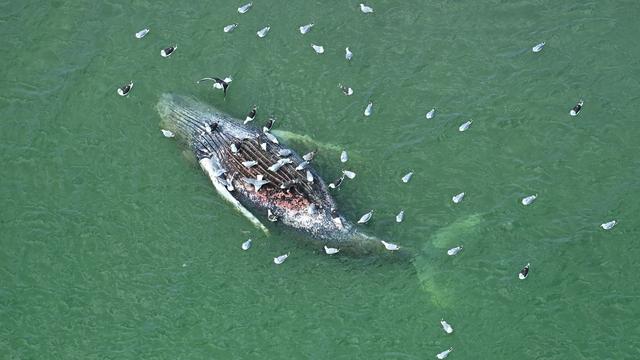 Bild: Rätsel um Kadaver: Weitere Untersuchungen an totem Wal vor Dänemark geplant