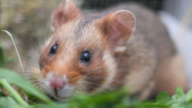 Tiere: Knapper Lebensraum - Warum werden Feldhamster ausgewildert?
