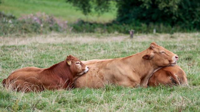 Tierische Ausreißer: Polizei erschießt entlaufenes Rind nach Angriff auf Helfer