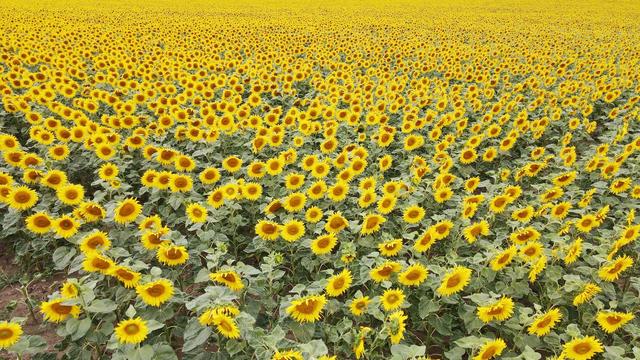 Trend bei Getreide: Anbaufläche für Sonnenblumen wächst weiter