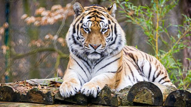 Tiere: Haltung von Raubkatzen ist an klare Regeln gebunden