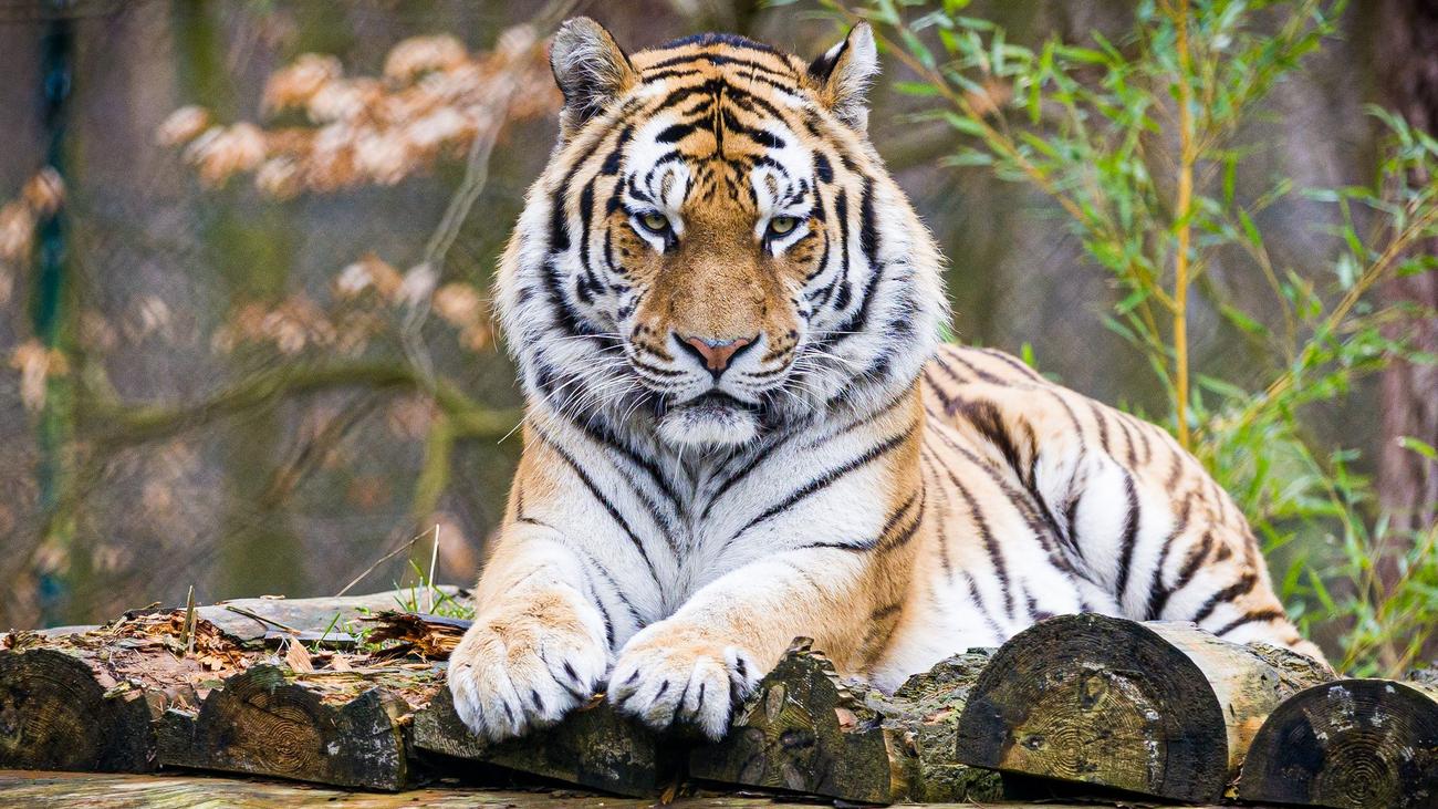 Tiere: Haltung von Raubkatzen ist an klare Regeln gebunden