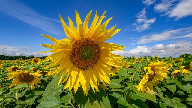 Anbau-Zuwachs bei Sonnenblumen: Sonnenblumen boomen auf Brandenburgs Äckern