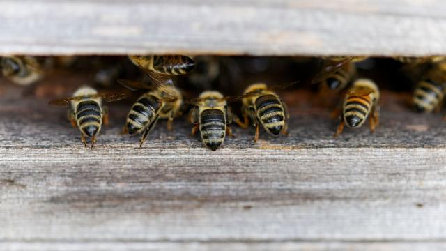 Weltbienentag: Honigimporte nach Thüringen 2025 hoch