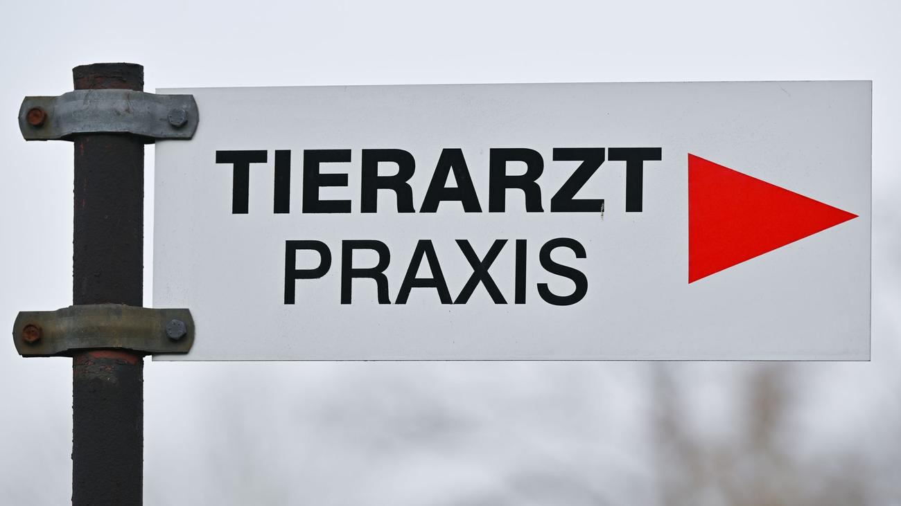 Polizei ermittelt: Hund mutmaßlich mit Luftgewehr angeschossen
