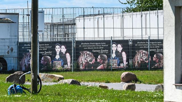 Tiger-Ausbruch: Tiger-Halterin nach Ausbruch: «Habe nichts falsch gemacht»