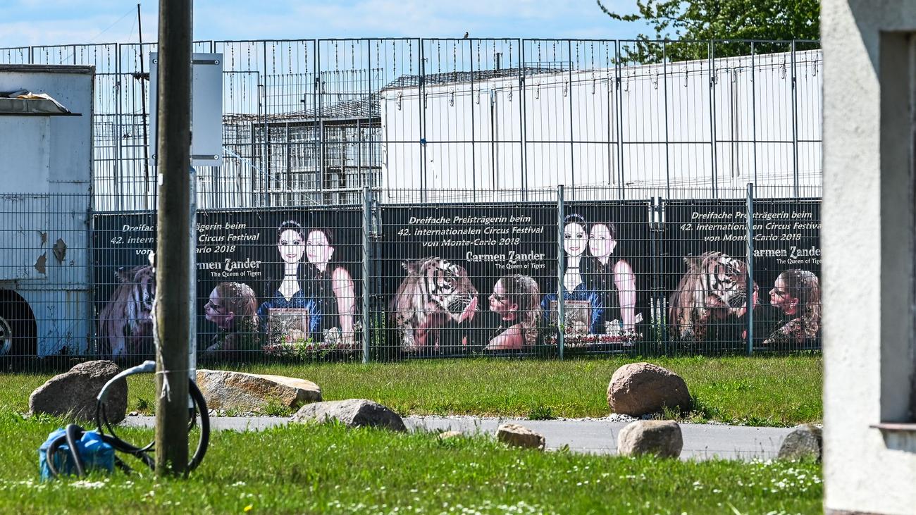 Tiger-Ausbruch: Tiger-Halterin nach Ausbruch: «Habe nichts falsch gemacht»