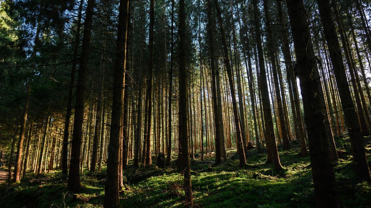 Forstwirtschaft: Wälder leiden weiter unter Dürrefolgen