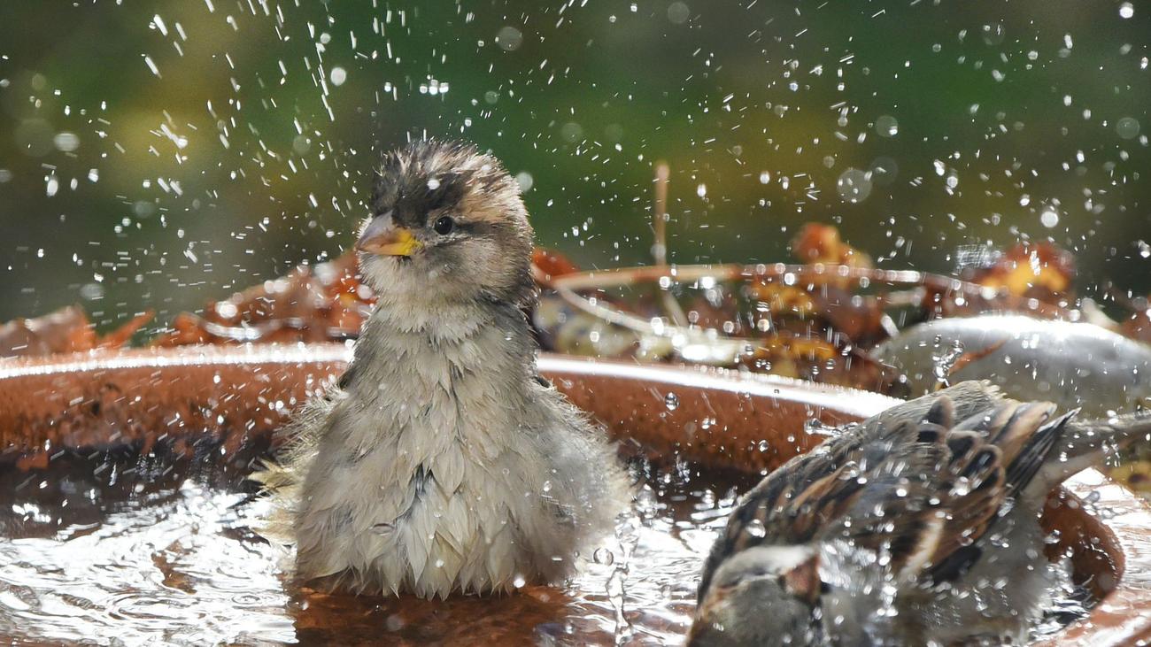 Vogelzählung in Sachsen: Weniger Spatzen in Sachsen gesichtet