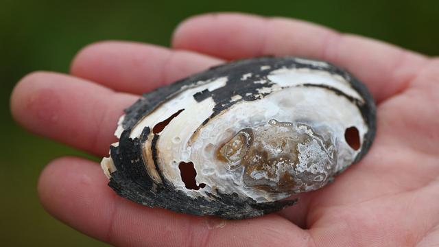 Naturschutz: Wie sich die Bachmuschel in Brandenburg ansiedeln soll