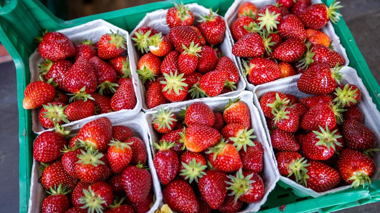 Saisonale Früchte: Wieder regionale Erdbeeren - «Das Wetter ist der Chef»