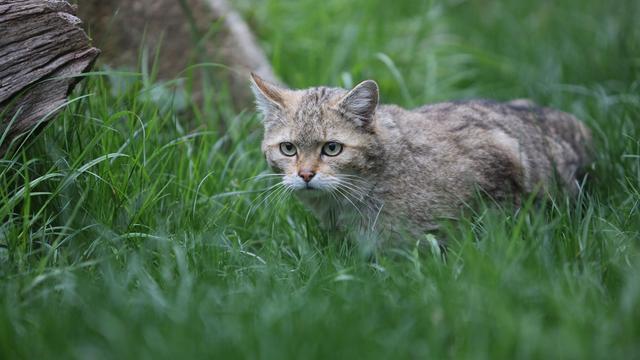 Verwechslungsgefahr: Wildkätzchen nicht mitnehmen – Gefahr für die Art