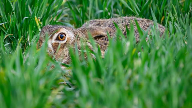 Wildtiere: Zwei Hasen bei Mäharbeiten verletzt - von Polizei getötet