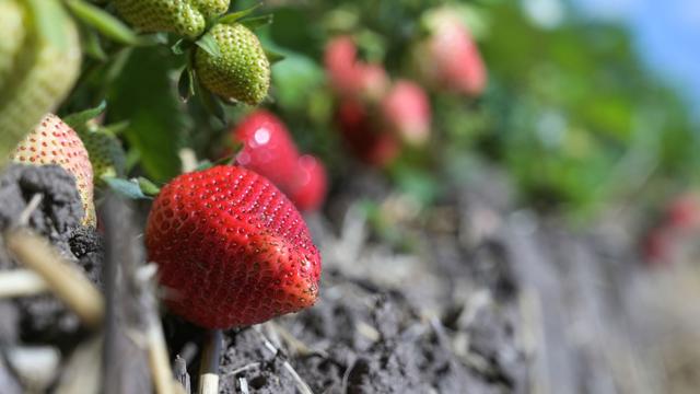Saisonstart: Auf die Erdbeeren, fertig, los!