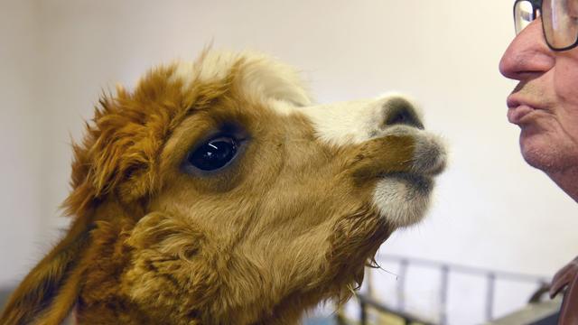 Tiere: Baby-Boom im Tiergarten Delitzsch