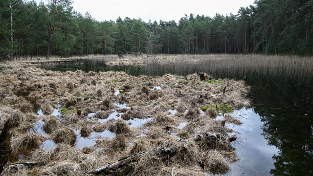 Naturschutz: BUND beklagt zu wenig Wildnis auch in Sachsen