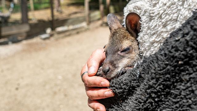 Bild: Niederbayern: Känguru-Baby im Pulli - Tierpark-Chefin als Ersatz-Mama