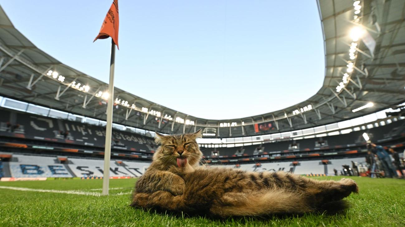 Fußball: Katze wird zum heimlichen Star beim Europa-League-Finale