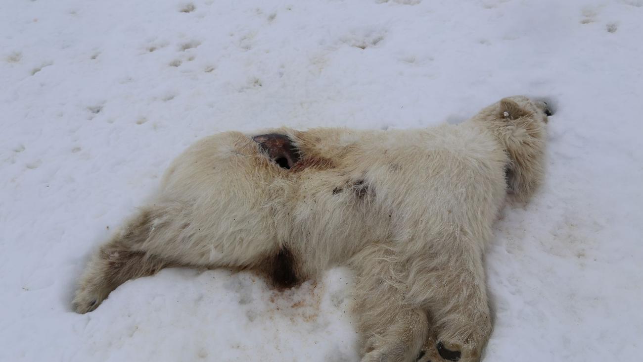Geflügelinfluenza: Norwegen: Erster Fall von Vogelgrippe bei Eisbär in Europa