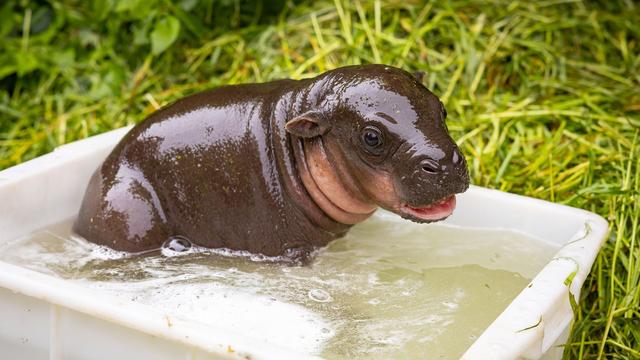 Tonis Schwester: Anbaden bei Zwergflusspferd-Nachwuchs im Berliner Zoo