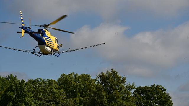 Giftige Raupen: Erneuter Hubschrauber-Einsatz gegen Eichenprozessionsspinner