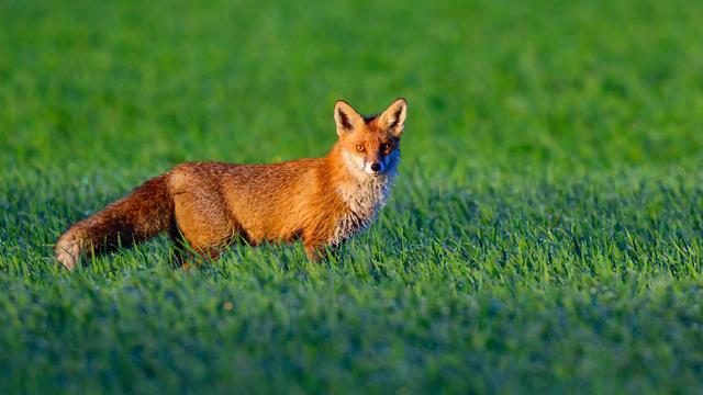 Unter dem Gleis: Fuchsbau legt Bahnverkehr zwischen Velten und Kremmen lahm