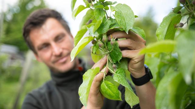 Apfelanbau: Gutes Frühjahr für Äpfel im Alten Land