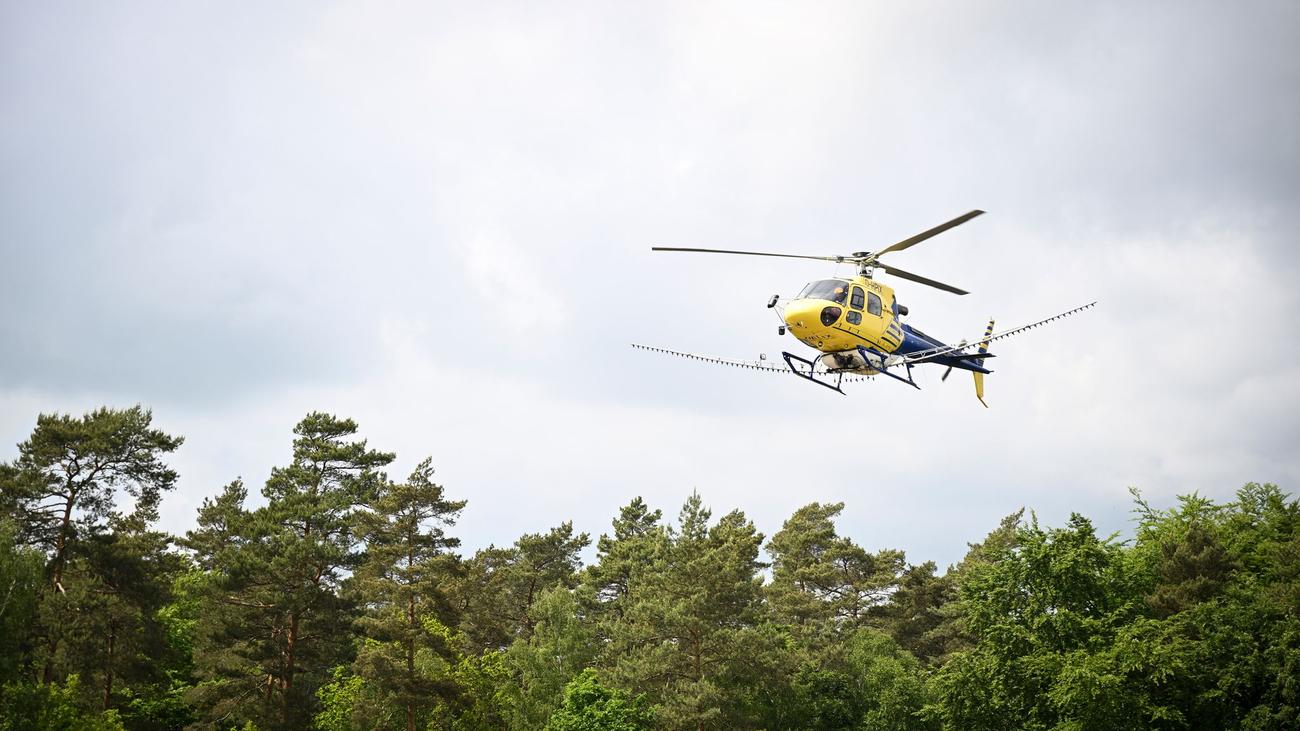 Bekämpfung aus der Luft: Hubschrauber versprüht Biozid gegen Eichenprozessionsspinner