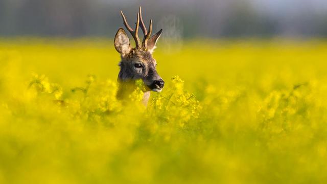 Tierischer Einsatz: Polizist will Rehbock helfen - und trägt eine Beule davon