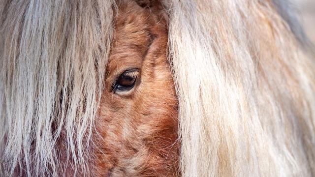 Entlaufene Tiere: Ponys und Esel ausgebüxt – Feuerwehr sucht mit Drohne